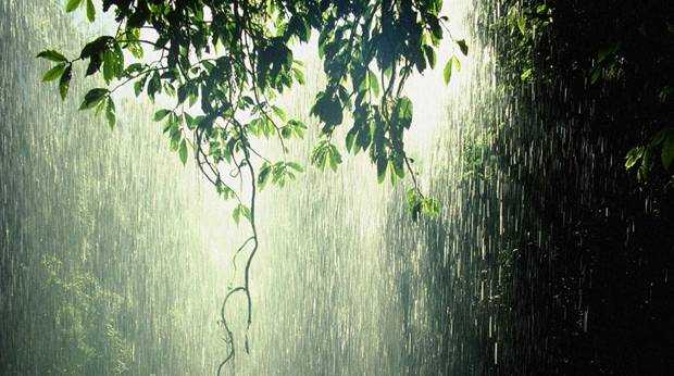 https://guillaumemeurice.files.wordpress.com/2012/07/pluie-arbre-jungle-humiditc3a9.jpg